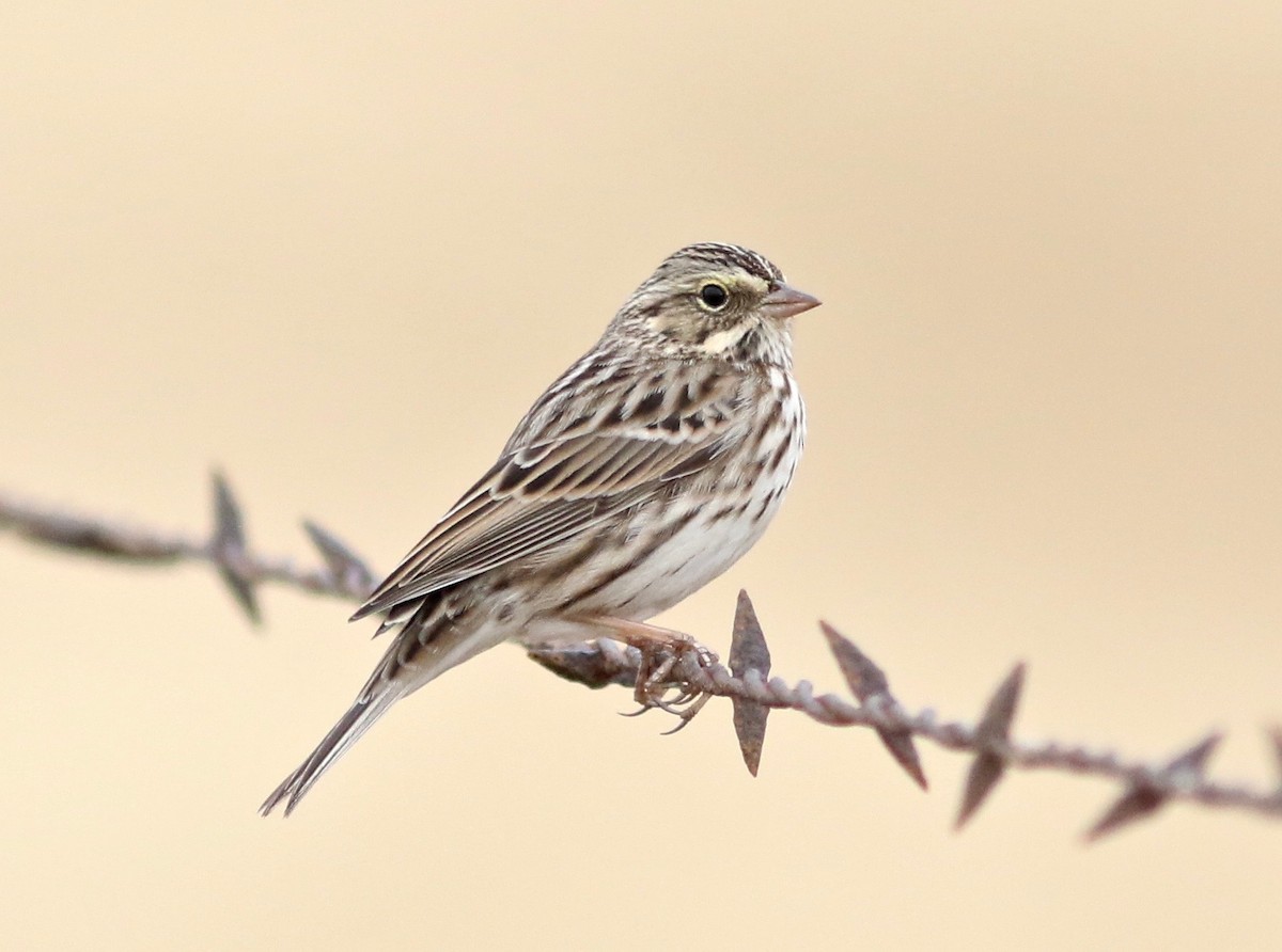 Savannah Sparrow - Nora Papian