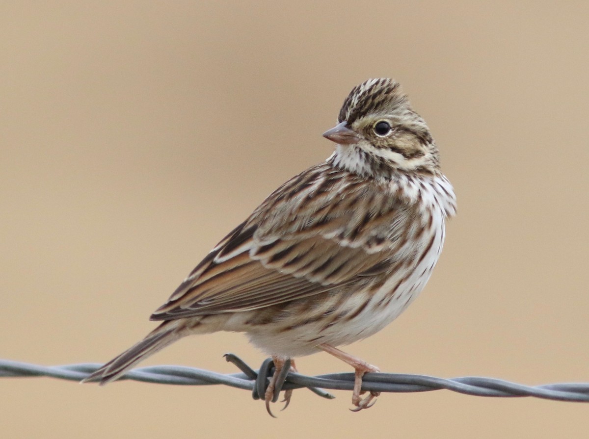 Savannah Sparrow - ML406682501