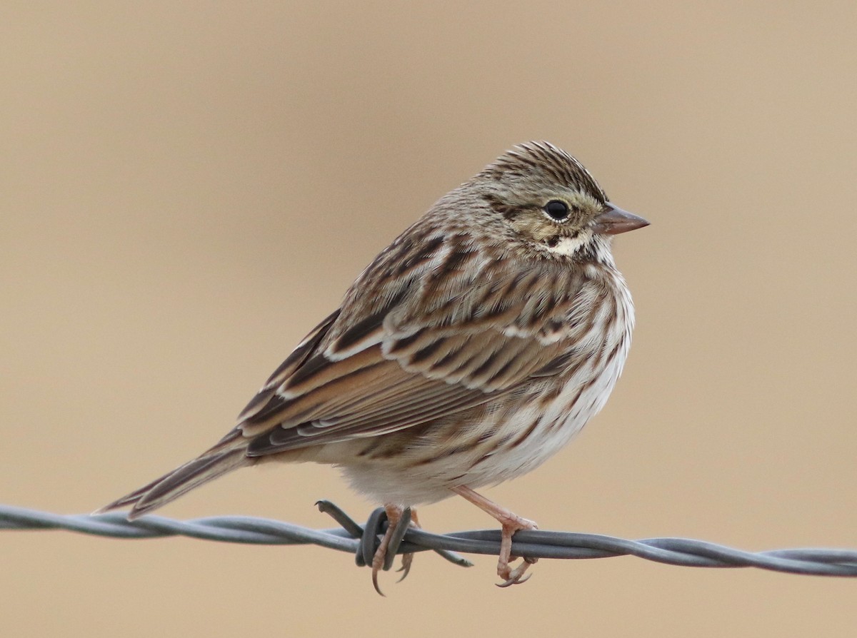 Savannah Sparrow - ML406682511