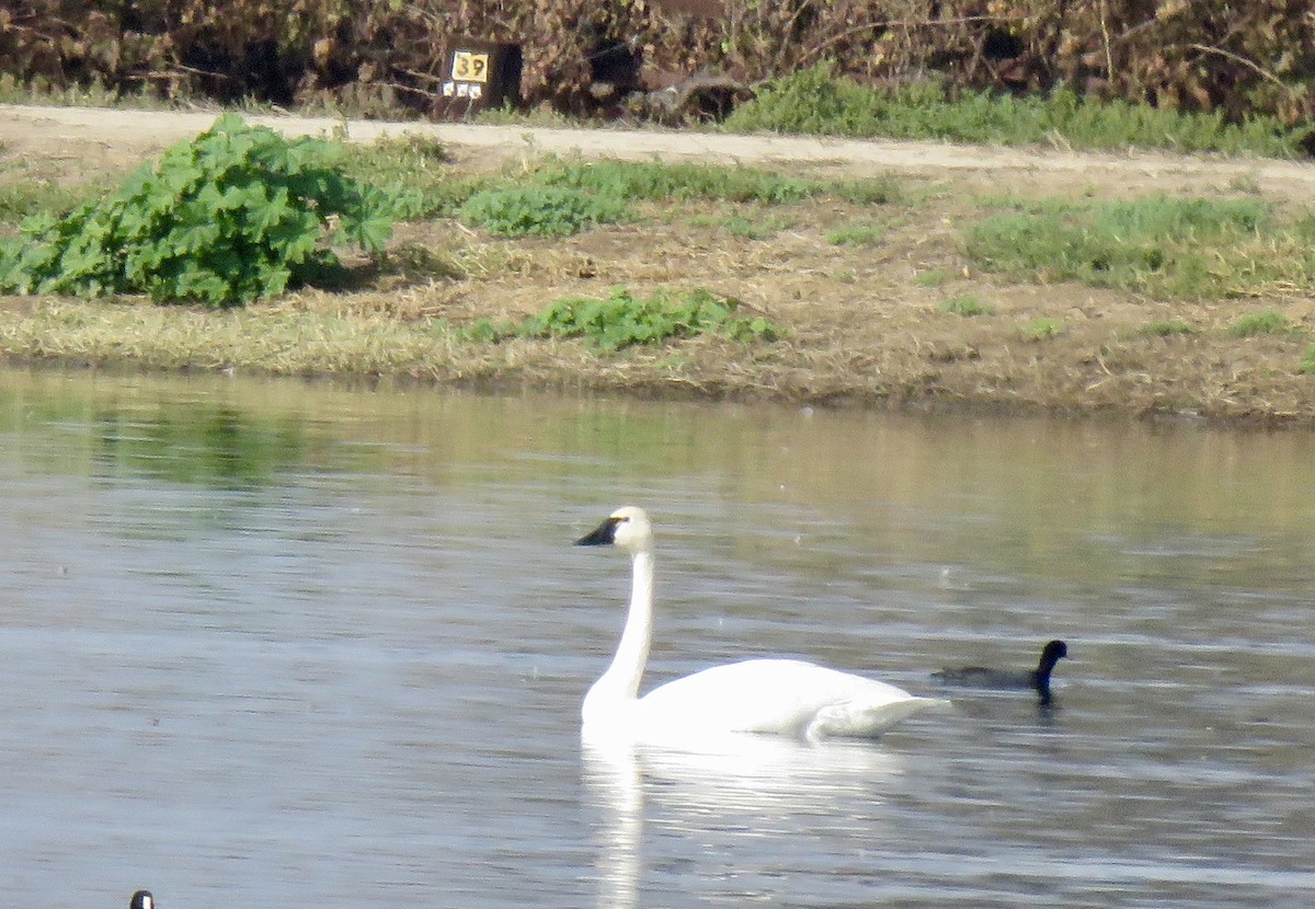 Tundra Swan - ML40668371