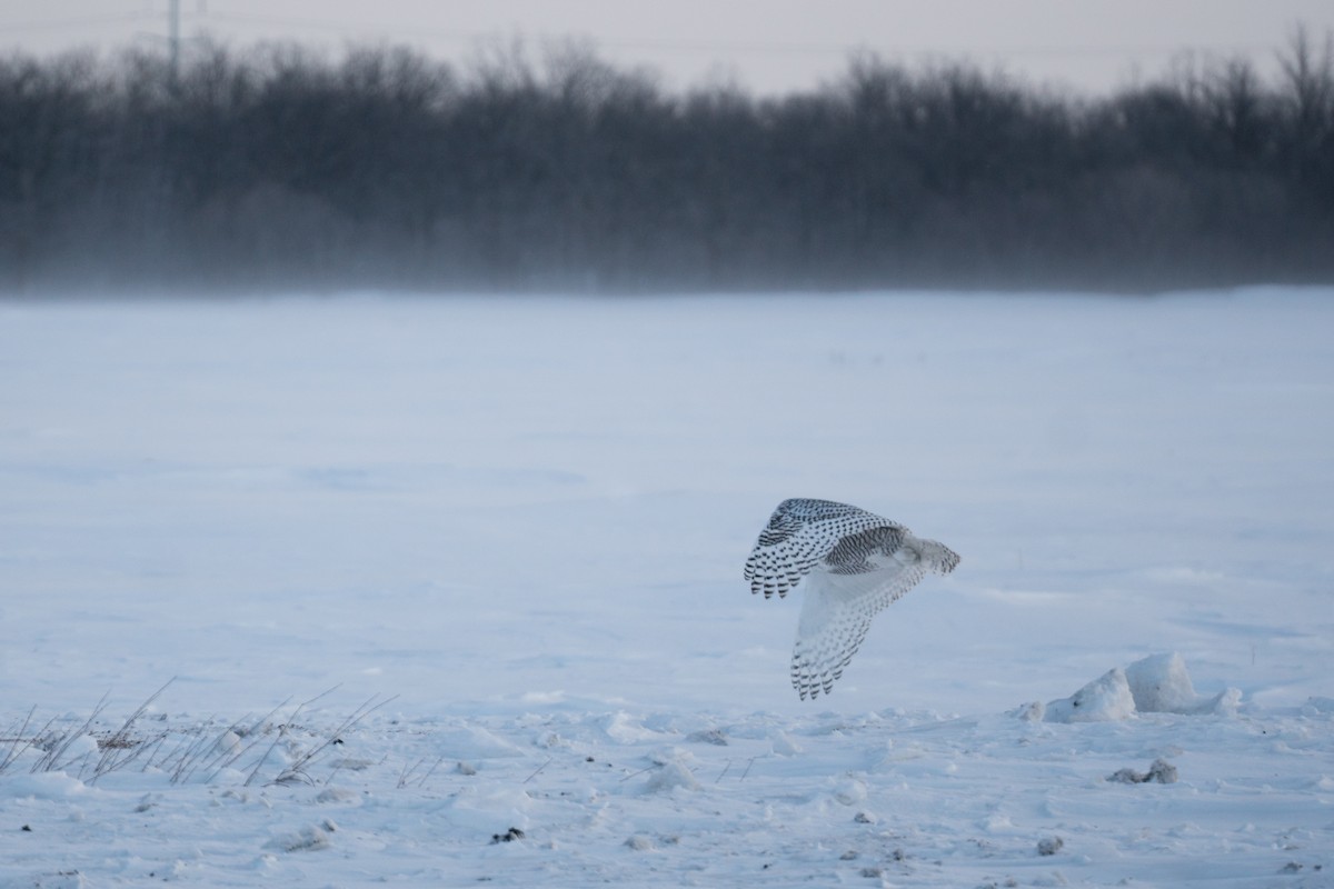 Snowy Owl - Bryan Ugrin