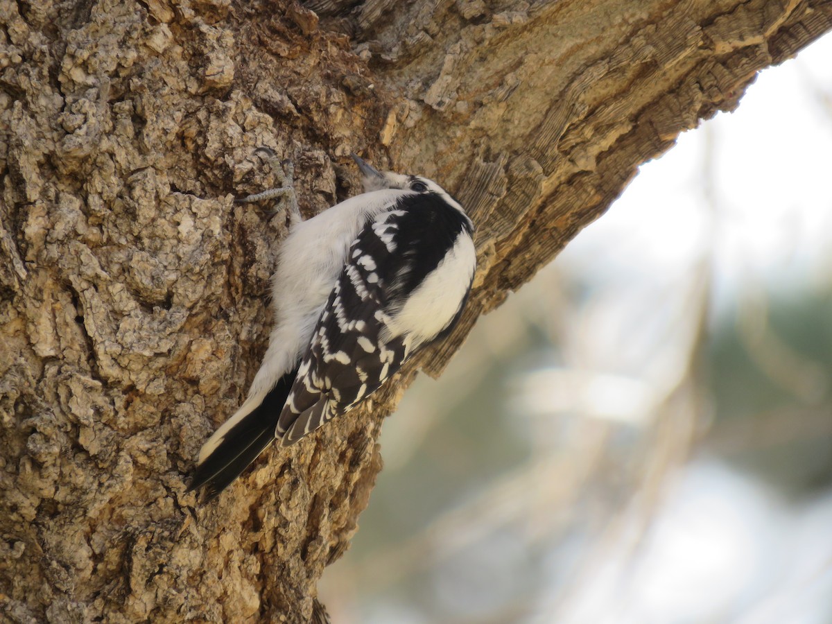 Downy/Hairy Woodpecker - ML406684771