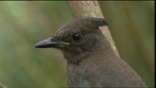 Steller's Jay (Coastal) - ML406685