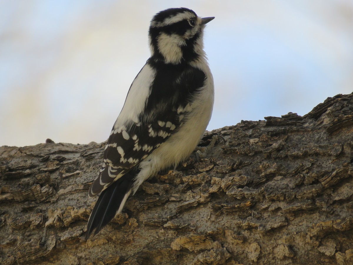 Downy/Hairy Woodpecker - ML406685461