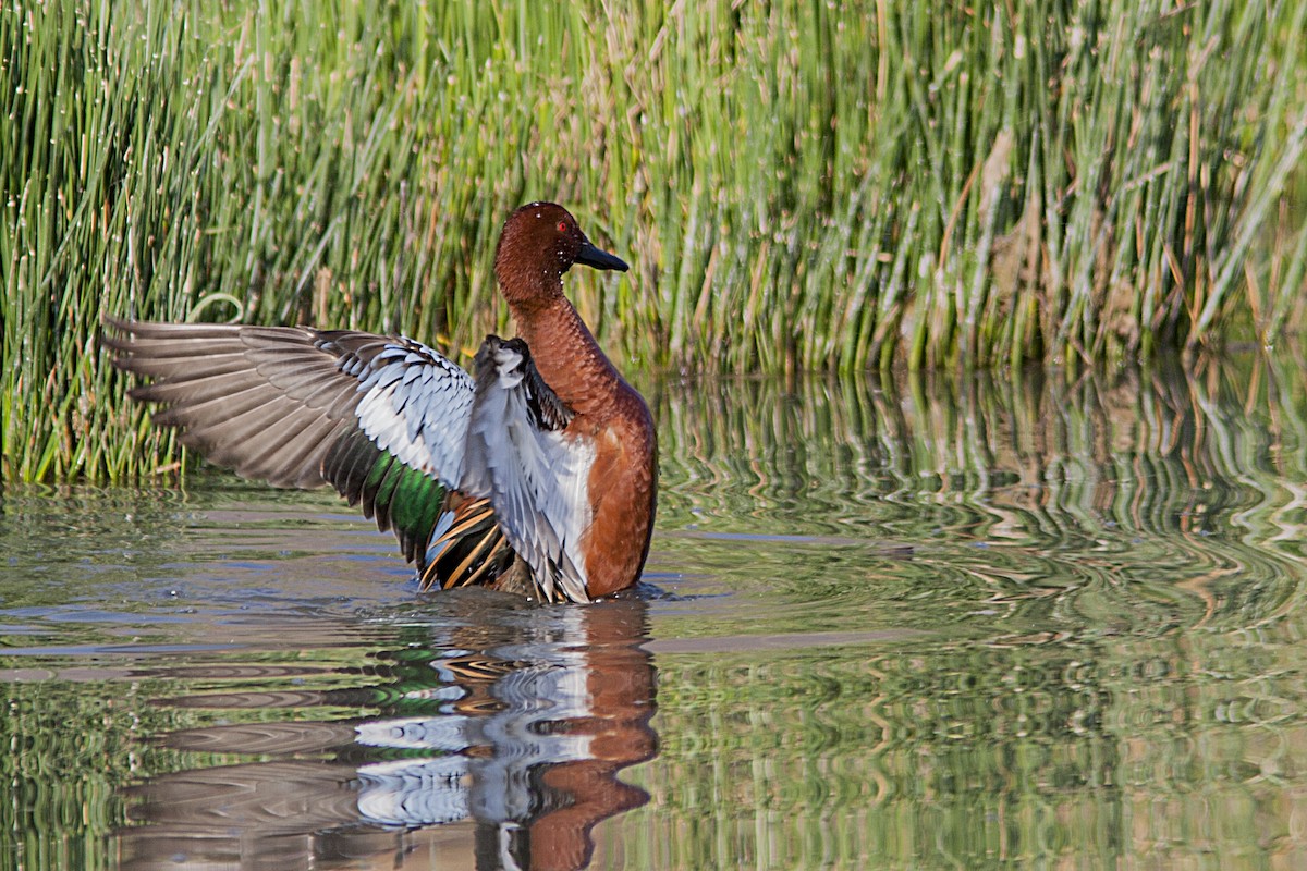 Cinnamon Teal - Bradley Hacker 🦜