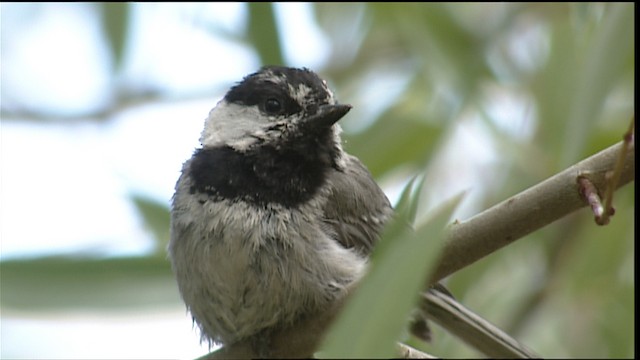 Mountain Chickadee (Pacific) - ML406686