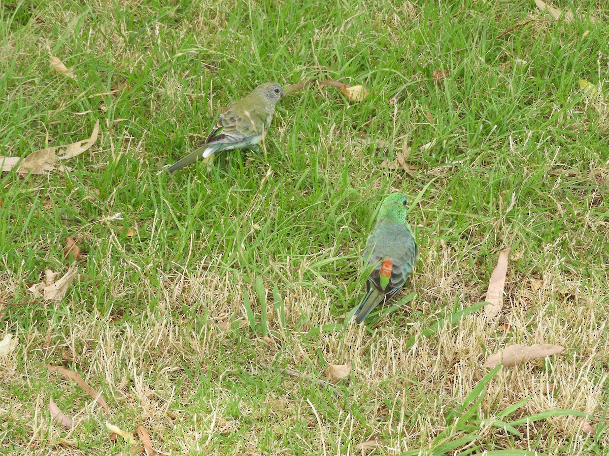 Red-rumped Parrot - ML406687671