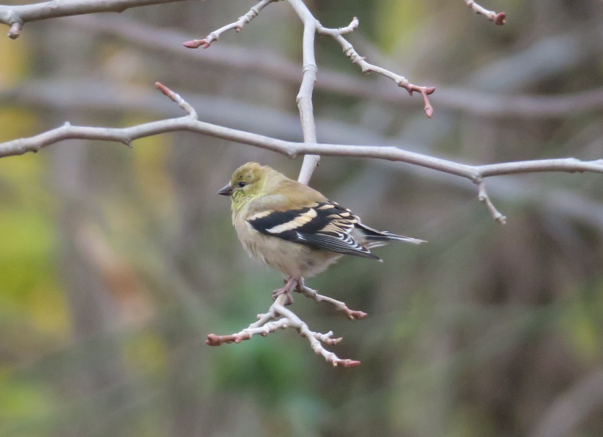 American Goldfinch - ML40668771