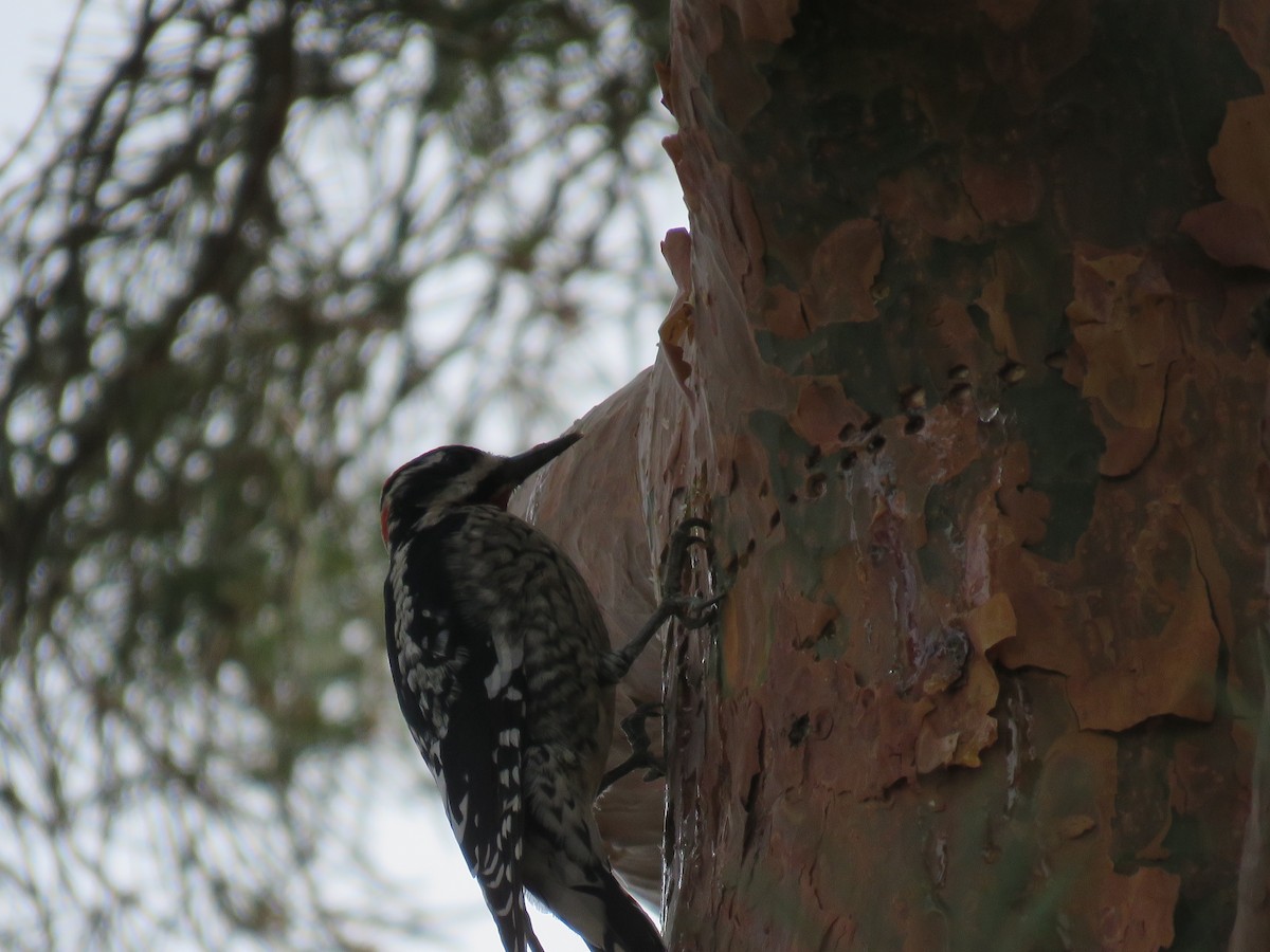 Red-naped Sapsucker - ML406688261