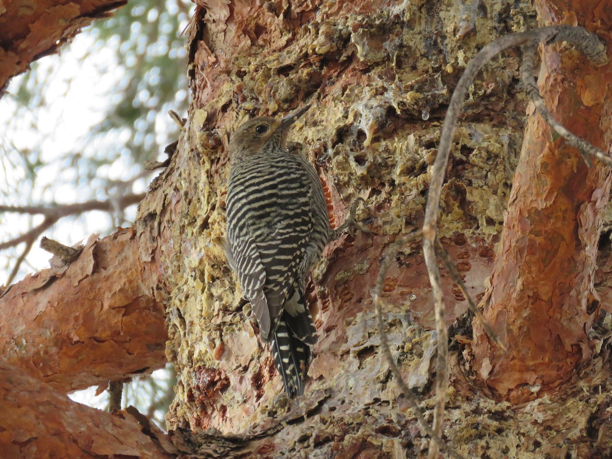 Williamson's Sapsucker - ML406689331