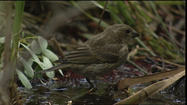 Purple Finch - ML406690