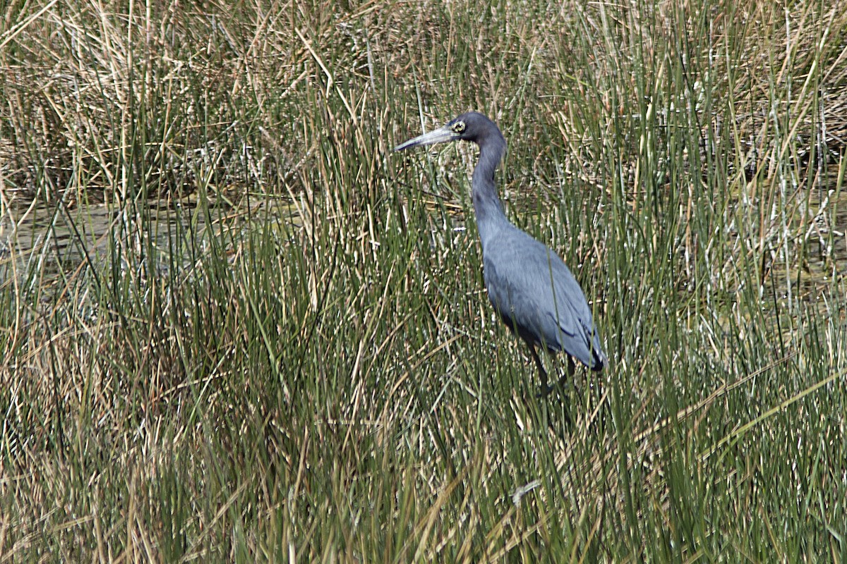 Little Blue Heron - ML40669031
