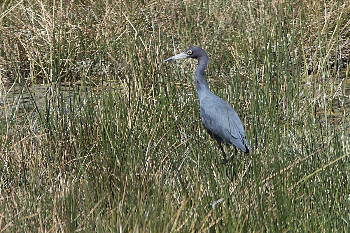 Little Blue Heron - ML40669031