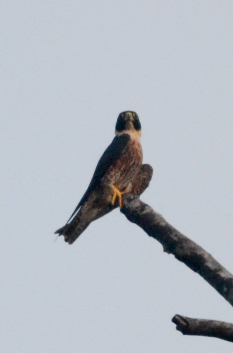 Oriental Hobby - Nikolaj Mølgaard Thomsen