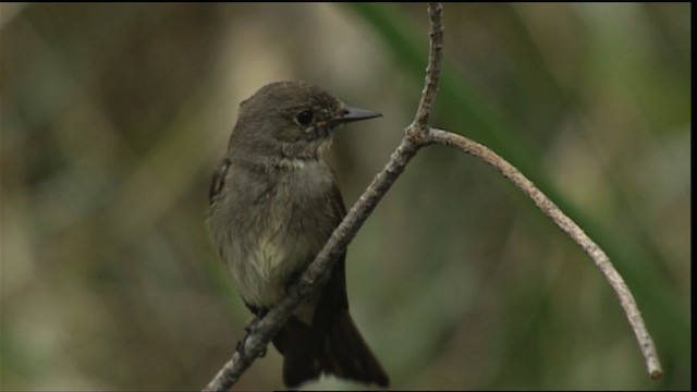 Western Wood-Pewee - ML406692