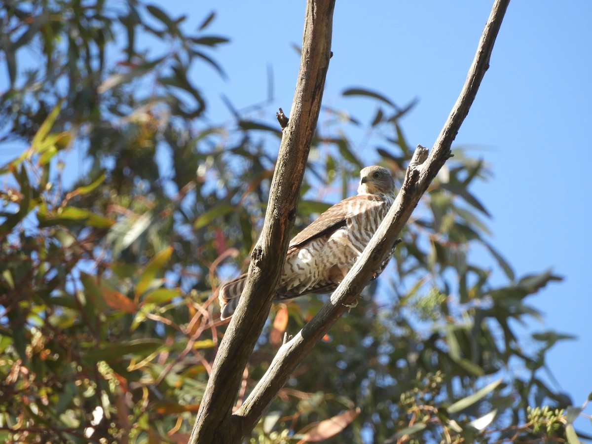 Collared Sparrowhawk - ML406692601