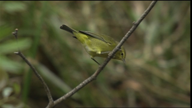 Orange-crowned Warbler - ML406693