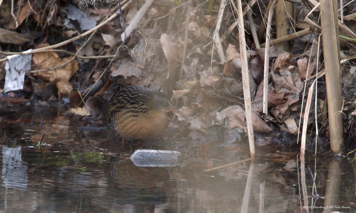 Virginia Rail - Darlene J McNeil