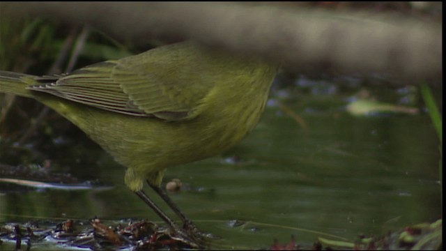 Orange-crowned Warbler - ML406694