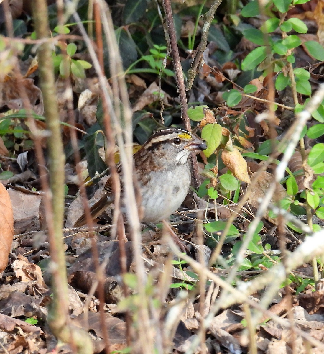 White-throated Sparrow - Karen Carbiener