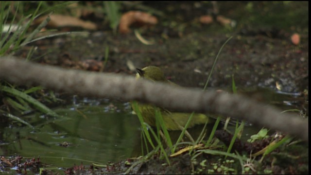 Orange-crowned Warbler - ML406695