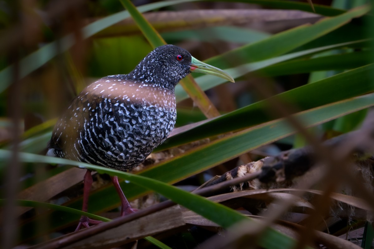 Spotted Rail - ML406695741