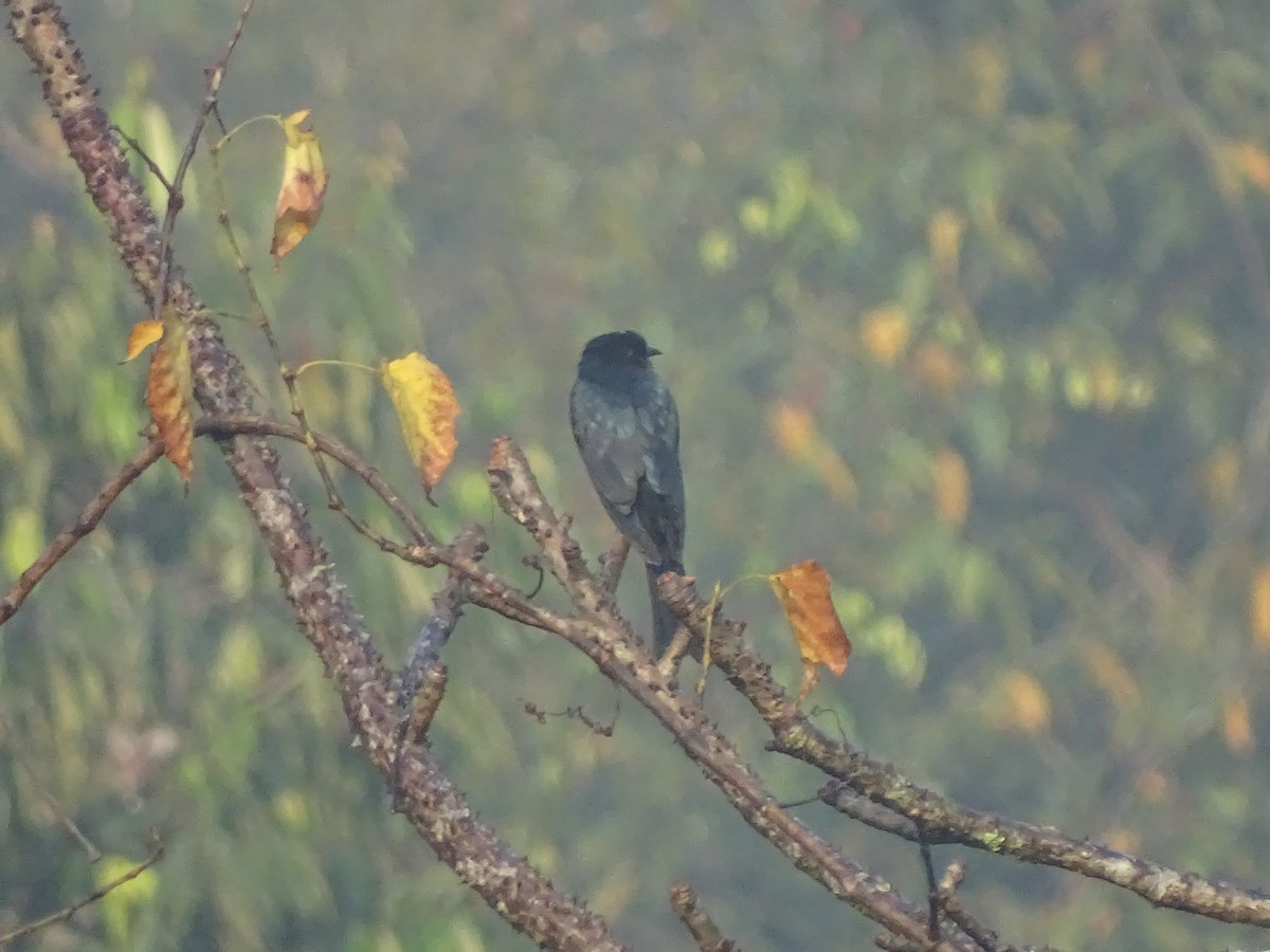 Bronzed Drongo - ML406696261