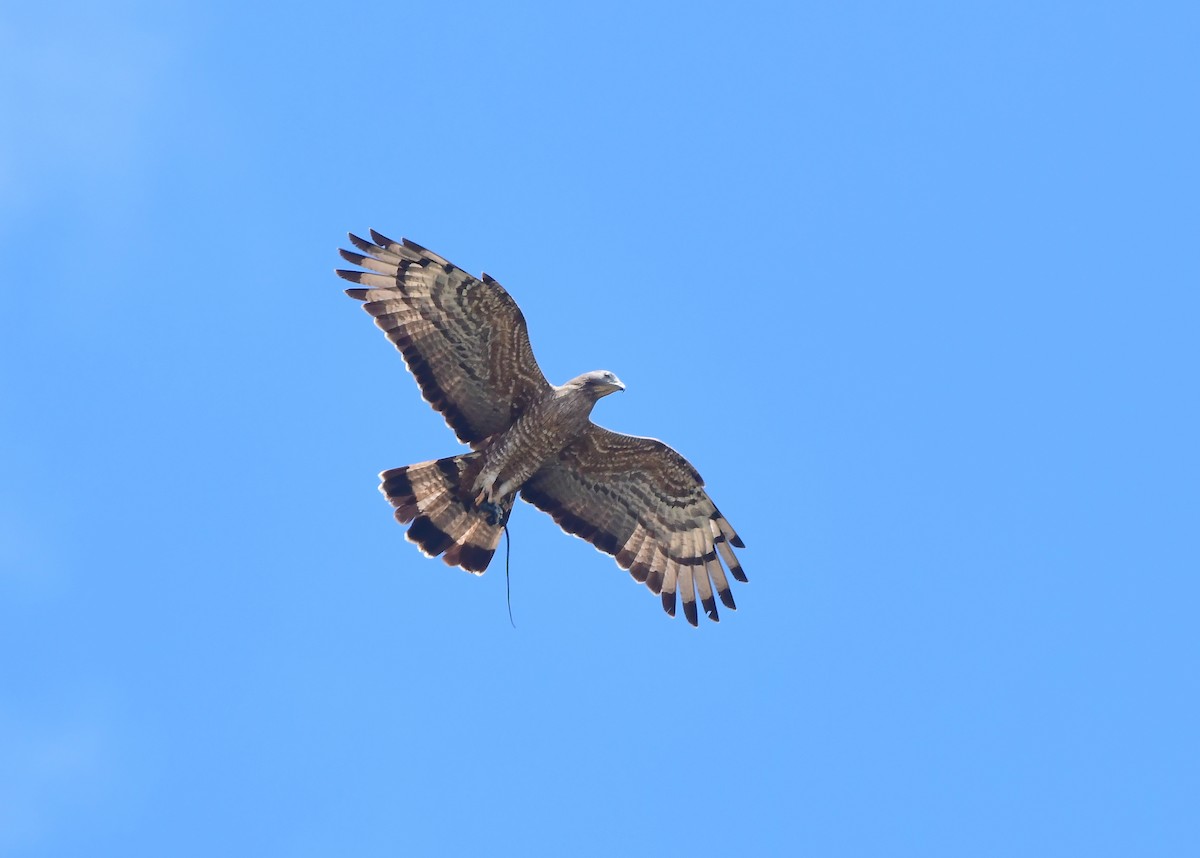 Oriental Honey-buzzard - ML406696601
