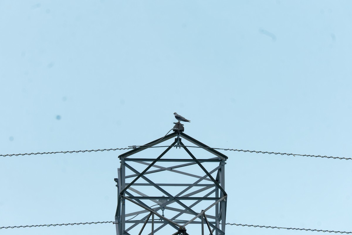 Black-shouldered Kite - ML406698791
