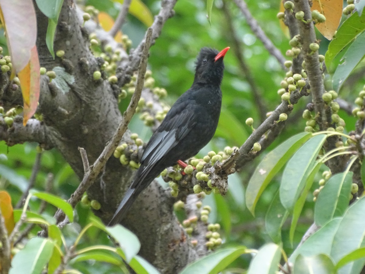 Black Bulbul - ML406702381