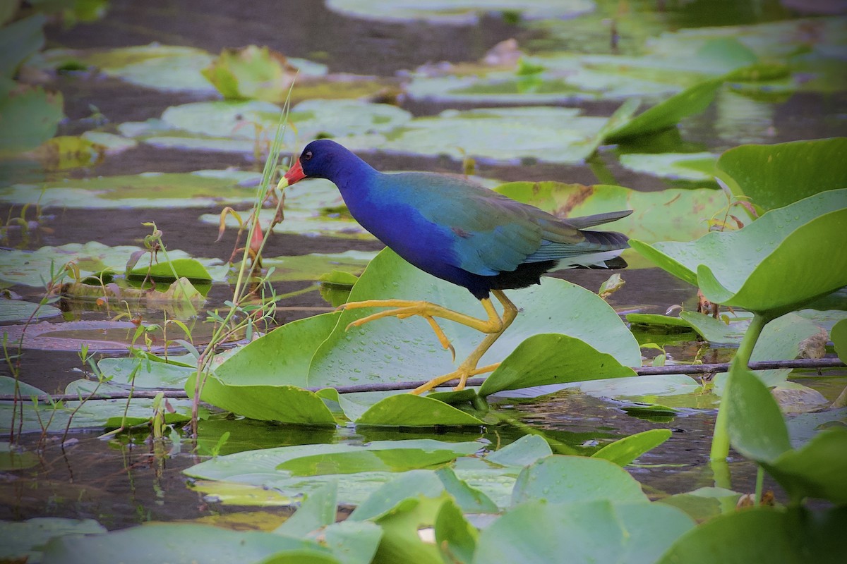 Purple Gallinule - ML406704491