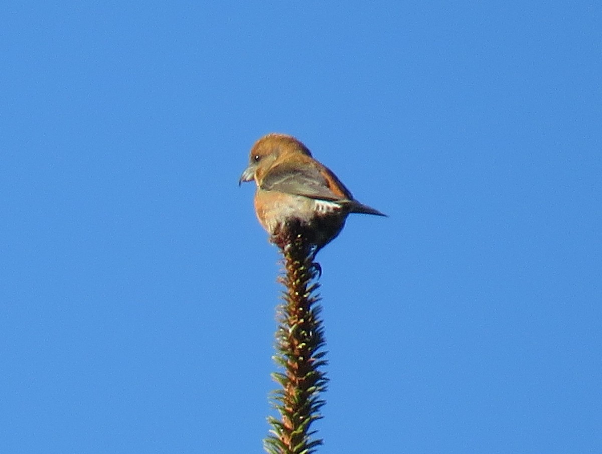 Red Crossbill - ML406704531