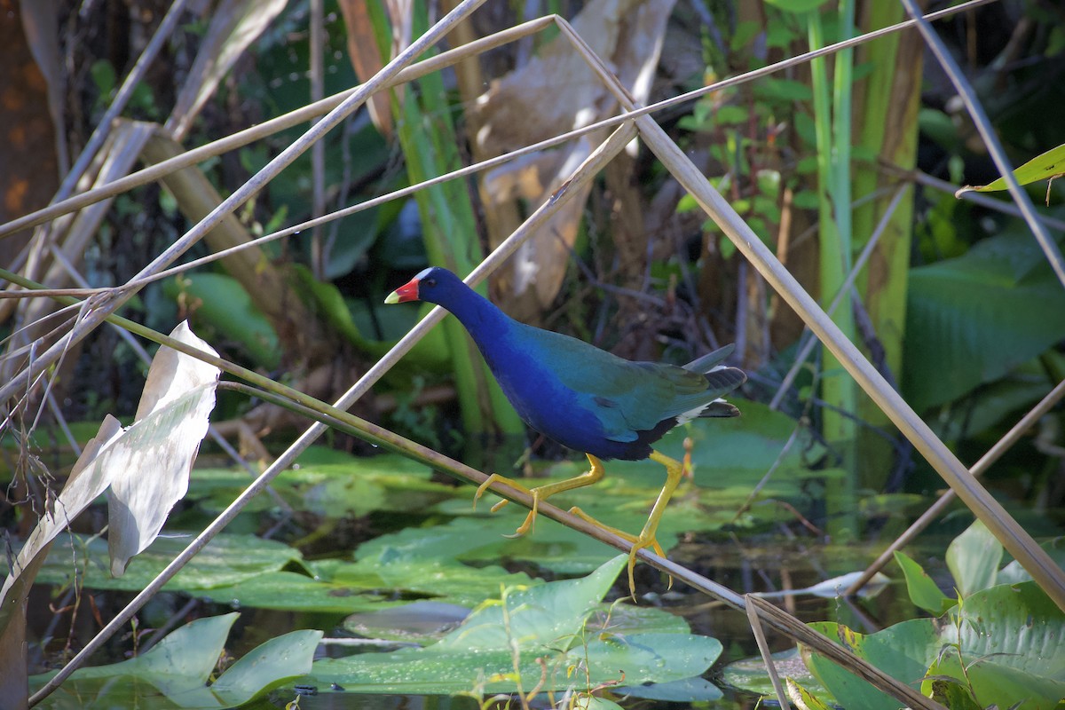 Purple Gallinule - ML406704651