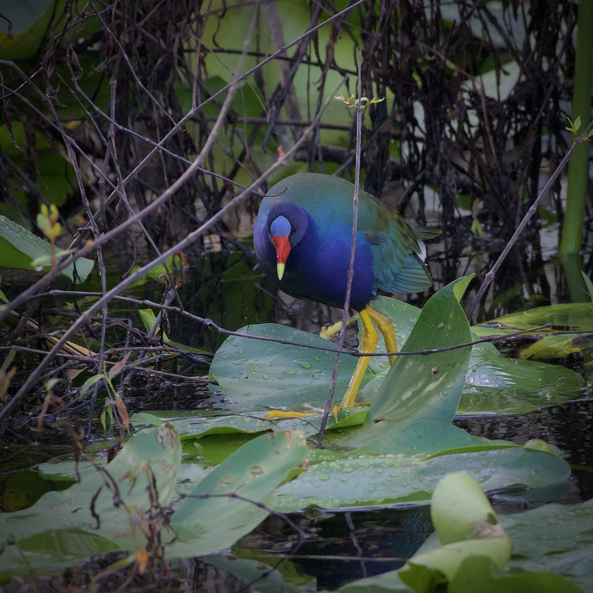 Purple Gallinule - ML406704661