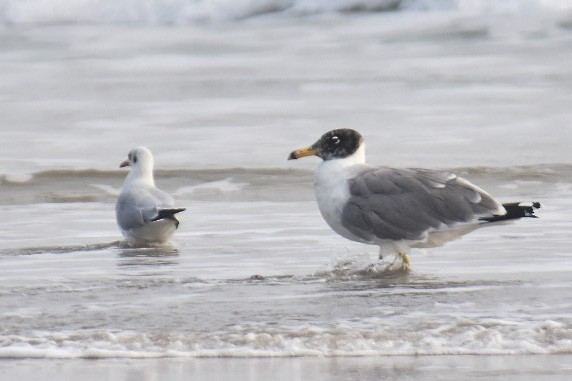 Pallas's Gull - Janardhan Uppada