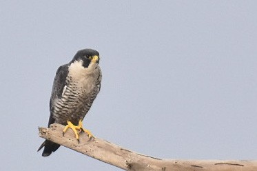 Peregrine Falcon - Janardhan Uppada