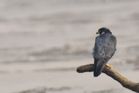 Peregrine Falcon - Janardhan Uppada