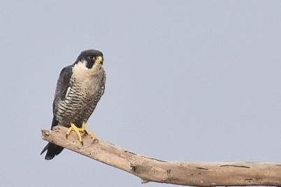 Peregrine Falcon - Janardhan Uppada