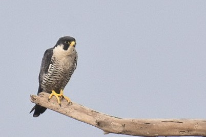 Peregrine Falcon - ML406705431