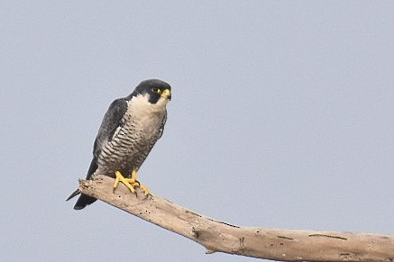 Peregrine Falcon - Janardhan Uppada