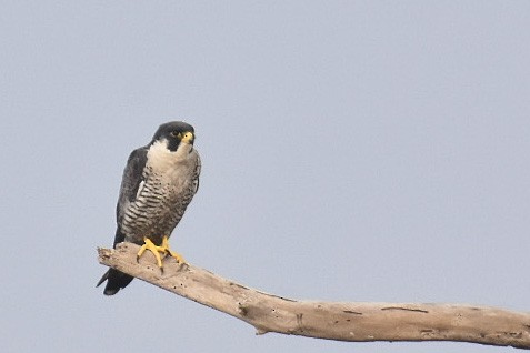 Peregrine Falcon - Janardhan Uppada