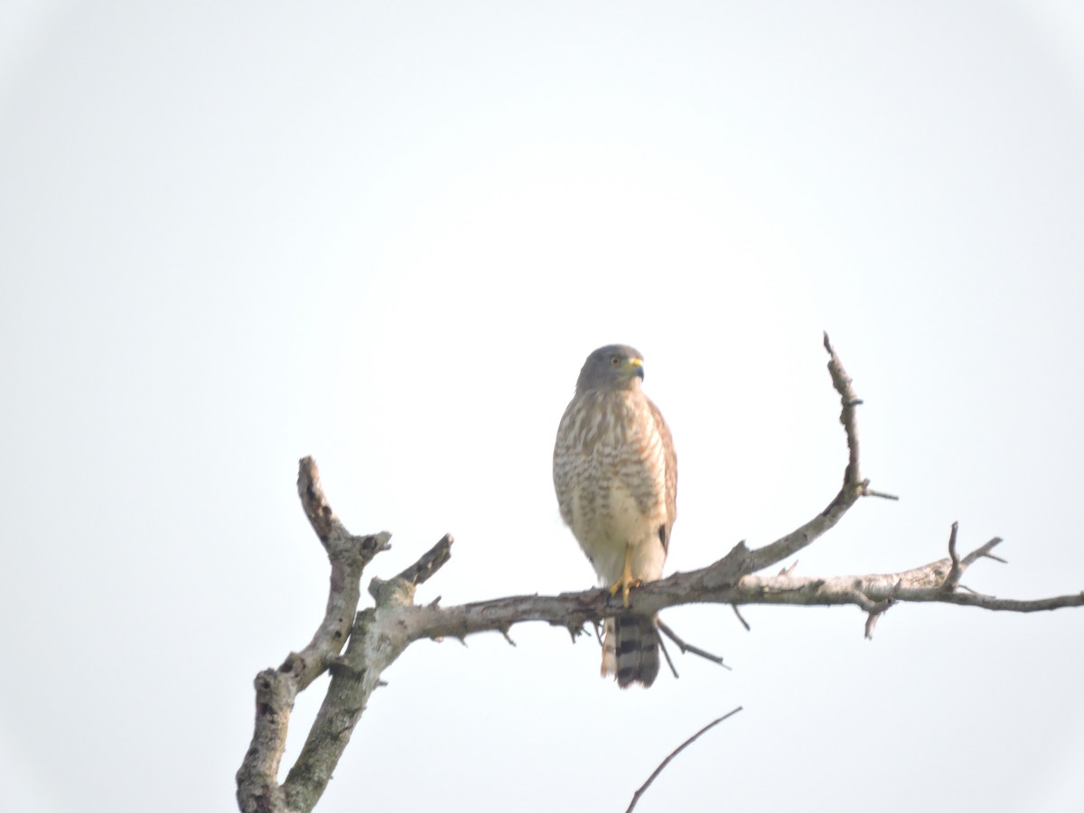 Roadside Hawk - ML406707051