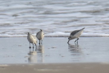 Sanderling - Janardhan Uppada