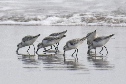 Sanderling - Janardhan Uppada