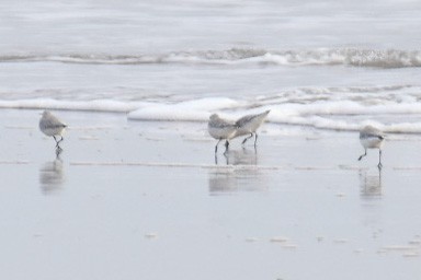 Sanderling - Janardhan Uppada