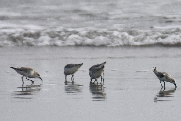 Sanderling - Janardhan Uppada