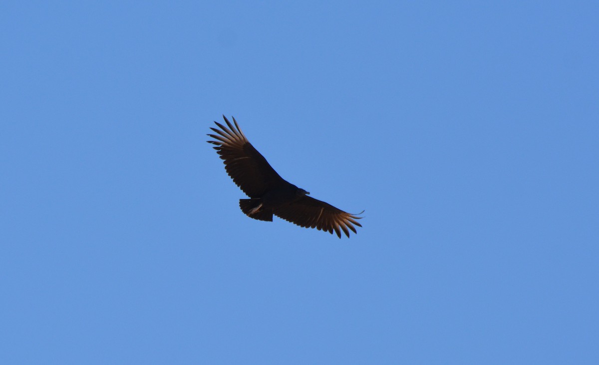 Black Vulture - ML40670711