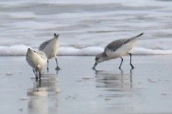 Sanderling - Janardhan Uppada