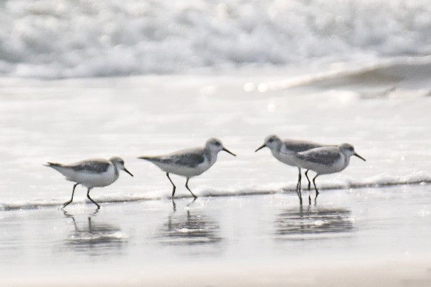 Sanderling - Janardhan Uppada