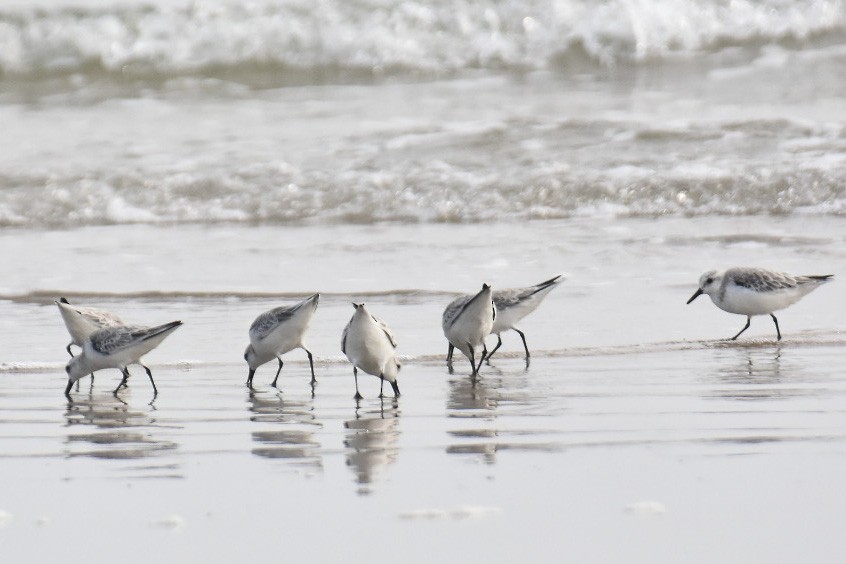 Sanderling - Janardhan Uppada